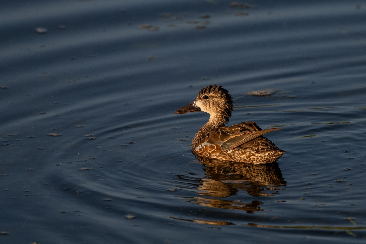 DPPhotography - Texas - Blue-winged teal - P.jpg - Blue-winged teal, female - Santa Ana NWR, Texas