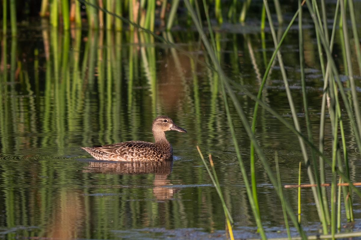 DPPhotography - Texas - Blue-winged teal - Q.jpg - Blue-winged teal, female - Santa Ana NWR, Texas