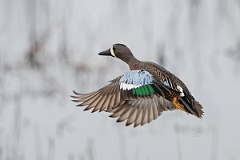 DPPhotography - Texas - Blue-winged teal - C