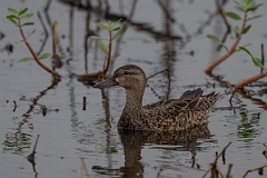 DPPhotography - Texas - Blue-winged teal - H