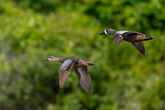 DPPhotography - Texas - Blue-winged teal - L
