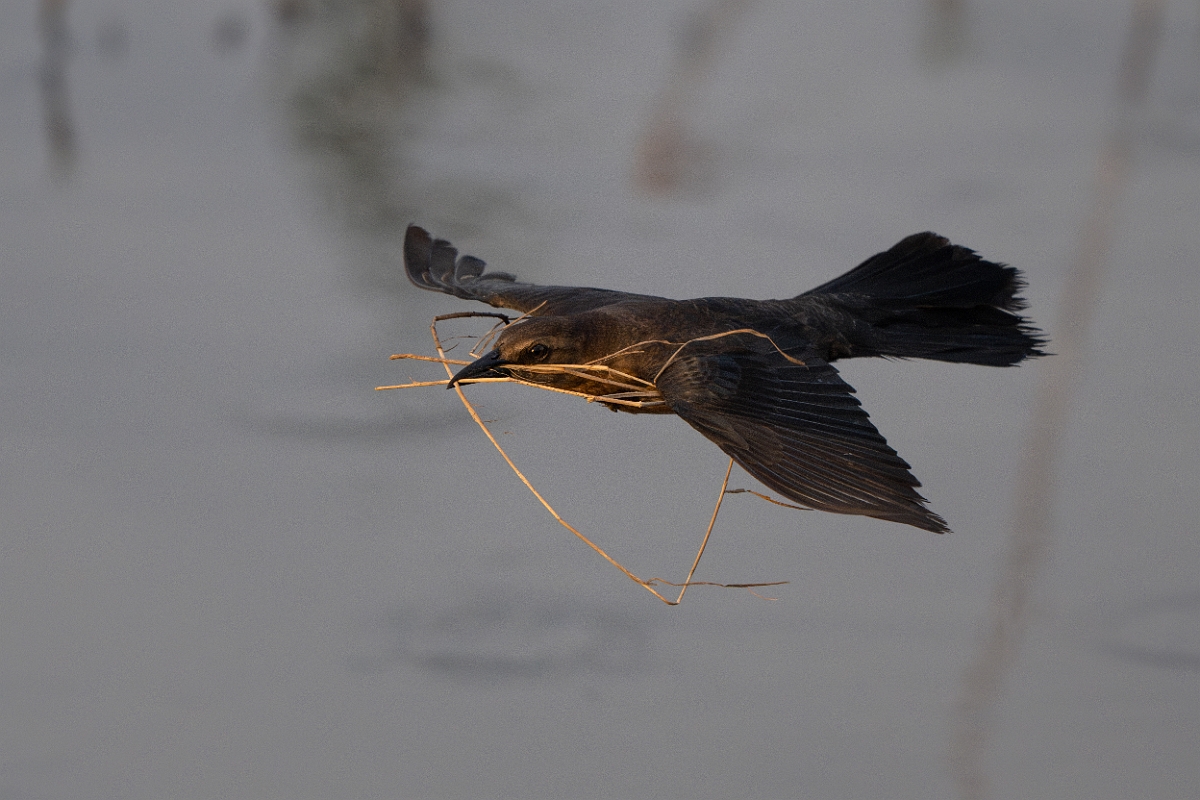 DPPhotography - Texas - Boat-tailed grackle - A.jpg - Boat-tailed grackle, female - Anahuac NWR, Texas