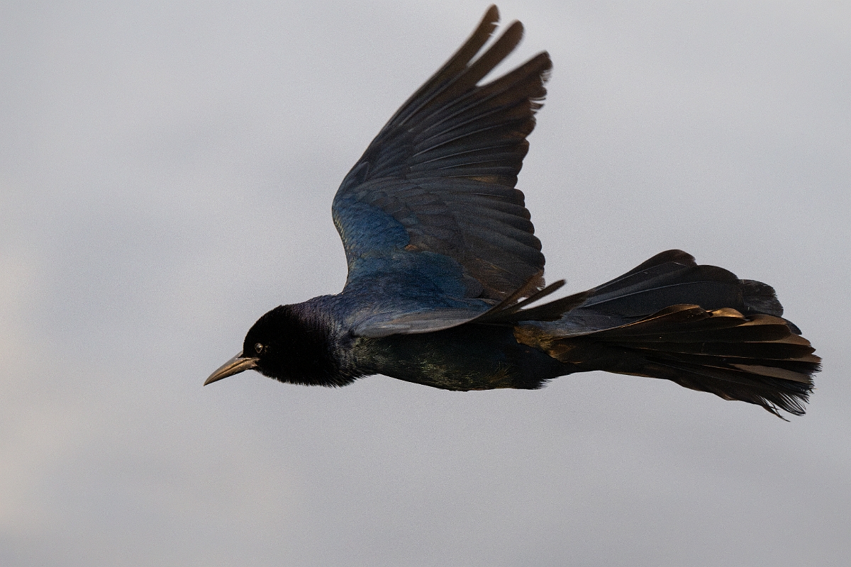 DPPhotography - Texas - Boat-tailed grackle - B.jpg - Boat-tailed grackle, male - Anahuac NWR, Texas