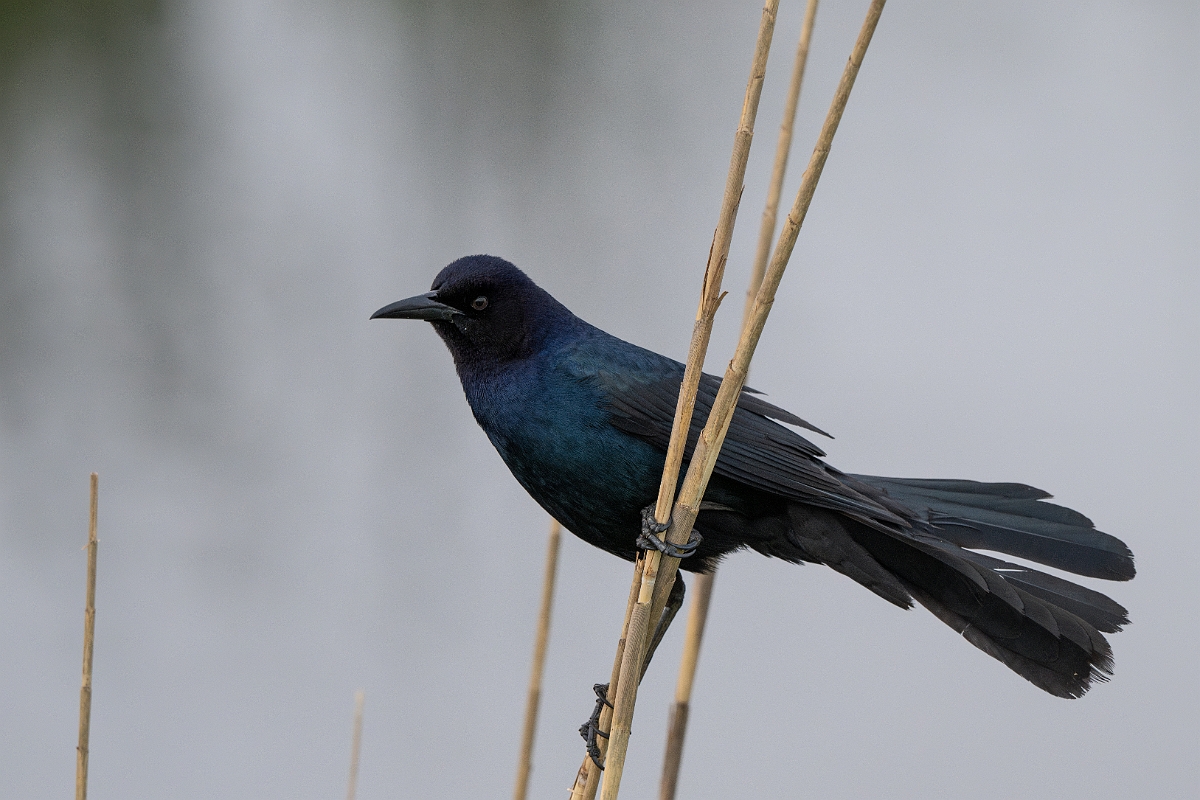DPPhotography - Texas - Boat-tailed grackle - D.jpg - Boat-tailed grackle, male - Anahuac NWR, Texas