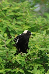 David Plant Photography - Wildlife Photographer - Bobolink - A
