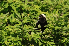 David Plant Photography - Wildlife Photographer - Bobolink - B