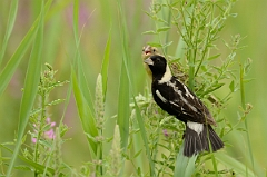 David Plant Photography - Wildlife Photography - Bobolink - D
