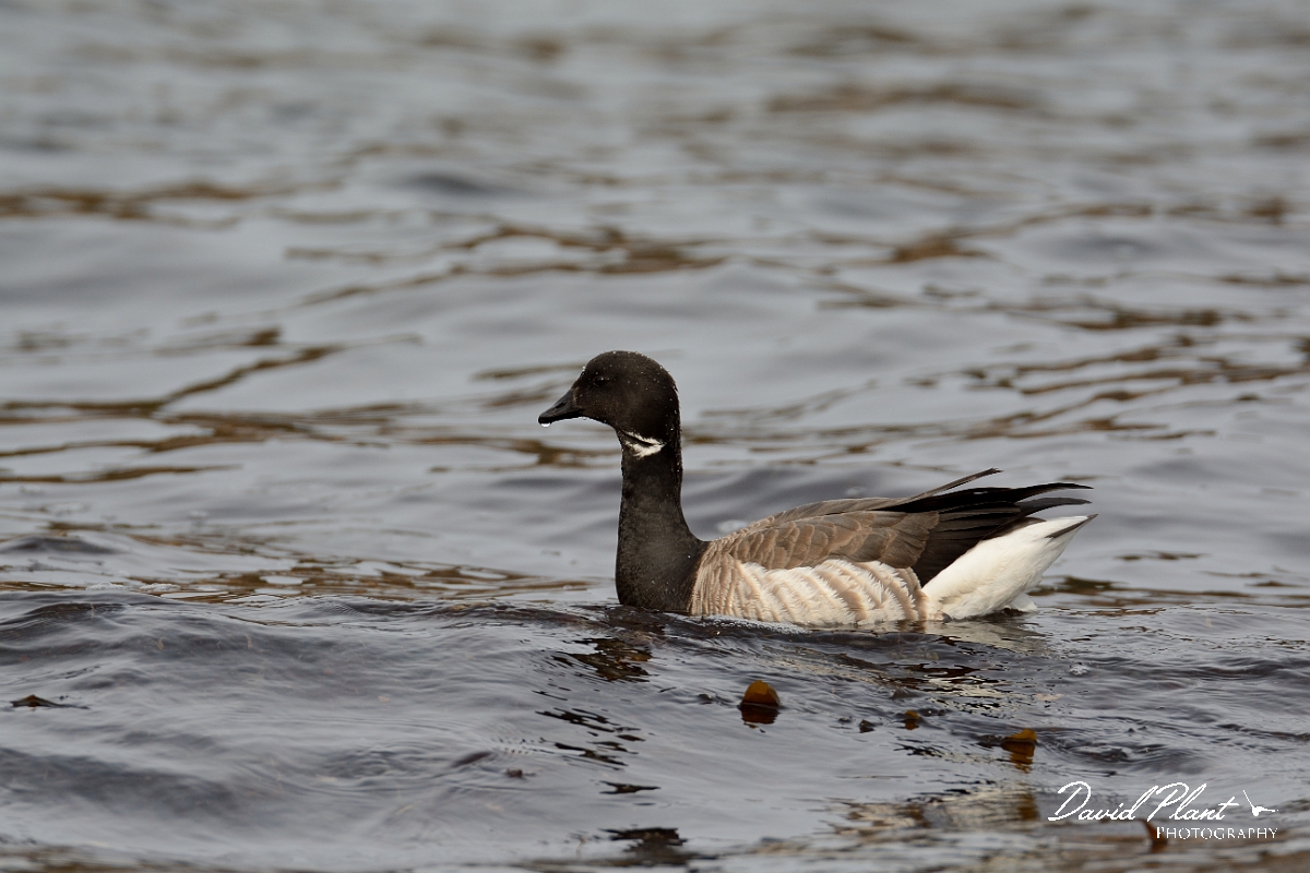 David Plant Photography - Wildlife Photography - Brant - A.jpg - Brant - Halibut Point, MA