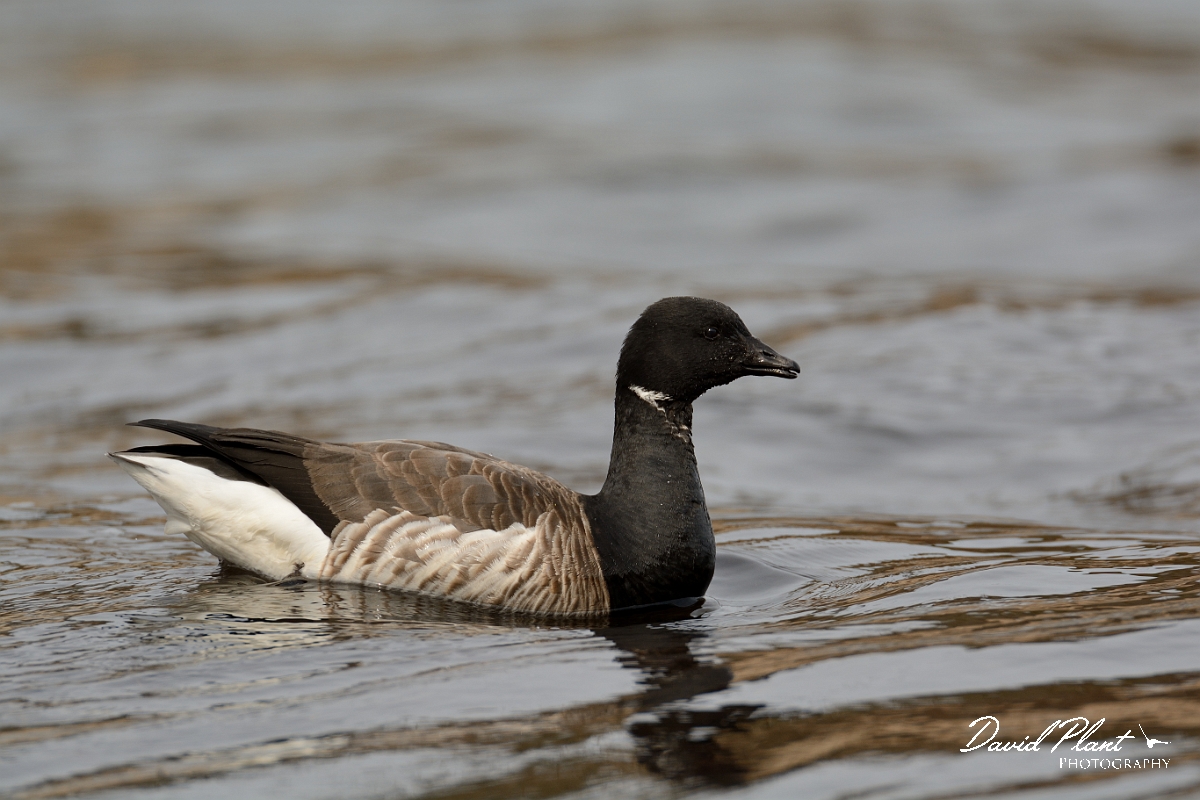 David Plant Photography - Wildlife Photography - Brant - C.jpg - Brant - Halibut Point, MA