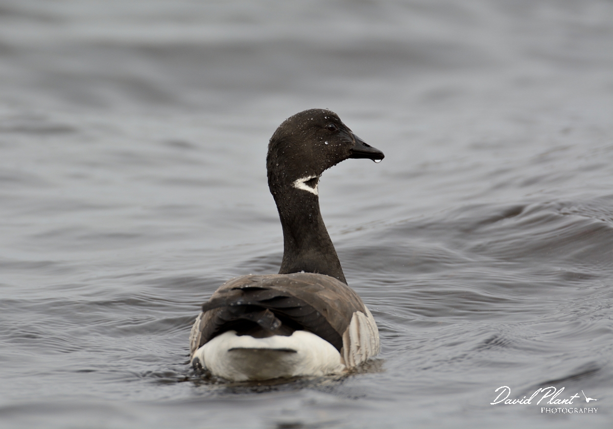 David Plant Photography - Wildlife Photography - Brant - F.jpg - Brant - Halibut Point, MA
