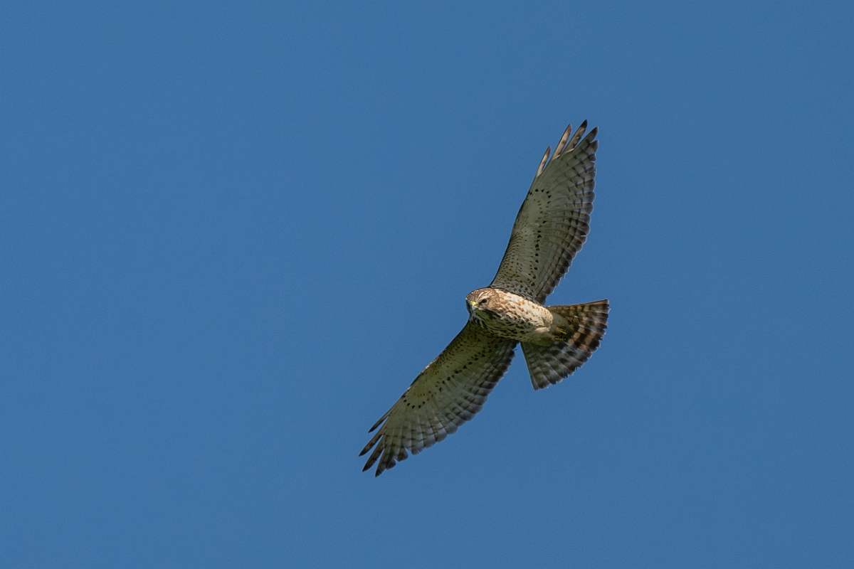 DPPhotography - Texas - Broad-winged hawk - B.jpg - Broad-winged hawk - Santa Ana NWR, Texas