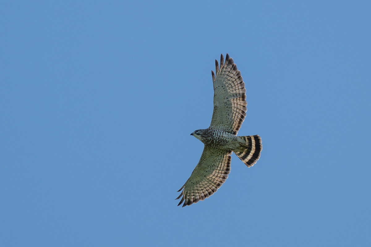 DPPhotography - Texas - Broad-winged hawk - D.jpg - Broad-winged hawk - Santa Ana NWR, Texas