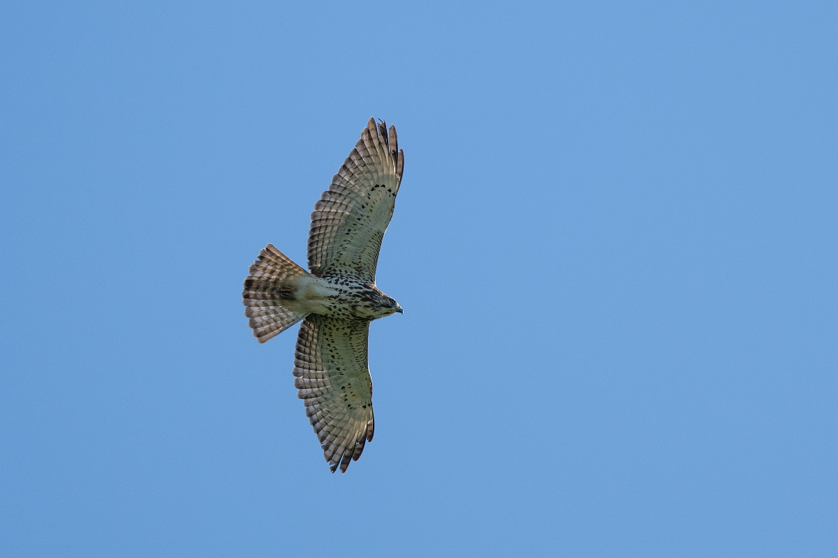 DPPhotography - Texas - Broad-winged hawk - E.jpg - Broad-winged hawk - Santa Ana NWR, Texas