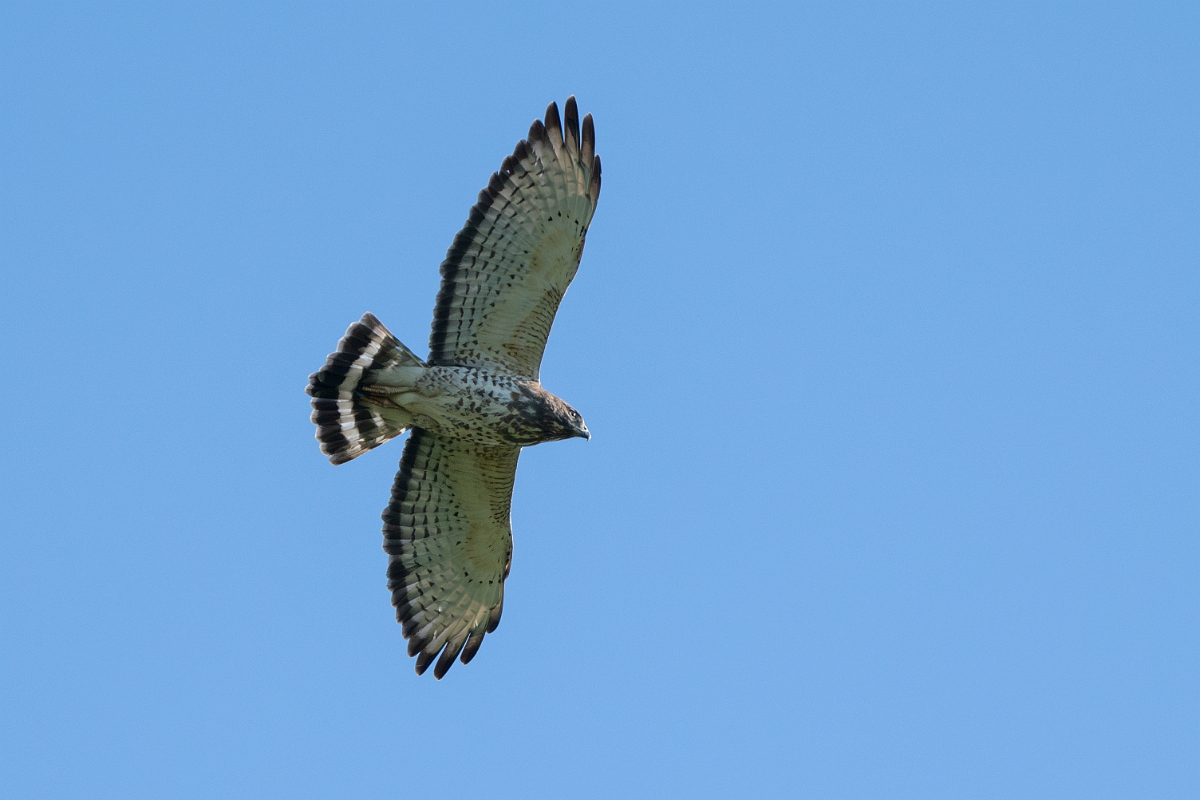 DPPhotography - Texas - Broad-winged hawk - F.jpg - Broad-winged hawk - Santa Ana NWR, Texas