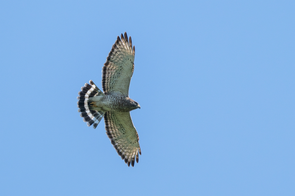 DPPhotography - Texas - Broad-winged hawk - G.jpg - Broad-winged hawk - Santa Ana NWR, Texas