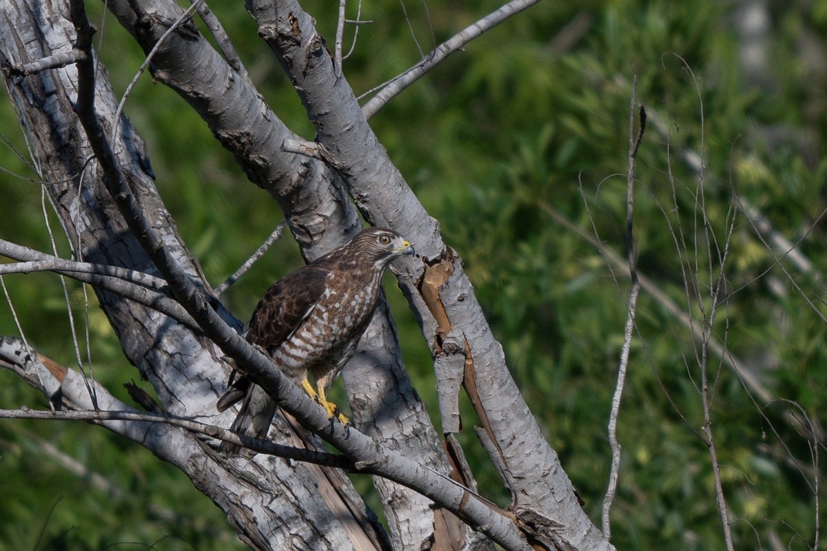 DPPhotography - Texas - Broad-winged hawk - H.jpg - Broad-winged hawk - Santa Ana NWR, Texas