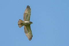 DPPhotography - Texas - Broad-winged hawk - A