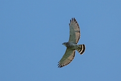 DPPhotography - Texas - Broad-winged hawk - D