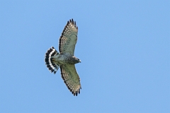 DPPhotography - Texas - Broad-winged hawk - G