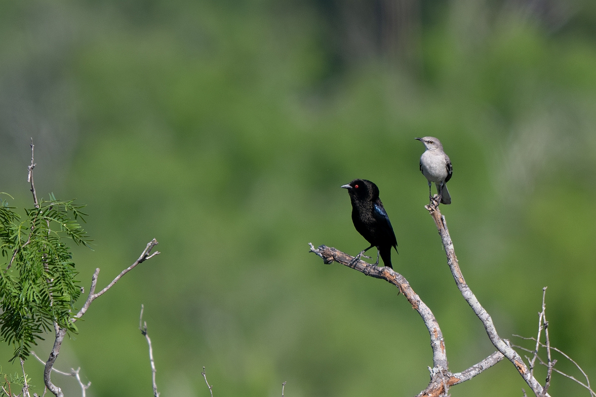 DPPhotography - Texas - Bronzed cowbird - A.jpg - Bronzed cowbird - Santa Ana NWR, Texas