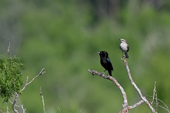 DPPhotography - Texas - Bronzed cowbird - A