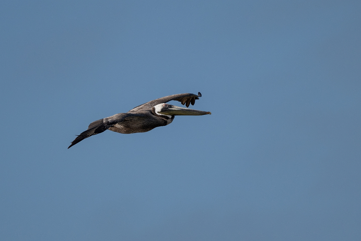 DPPhotography - Texas - Brown pelican - AA.jpg - Brown pelican - Rollover Pass, Bolivar Peninsula, Texas