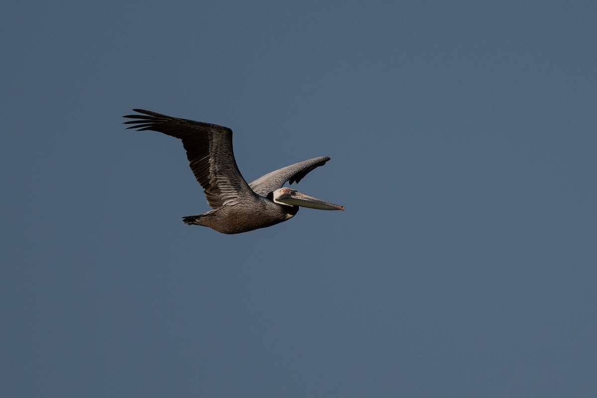 DPPhotography - Texas - Brown pelican - AB.jpg - Brown pelican - Rollover Pass, Bolivar Peninsula, Texas