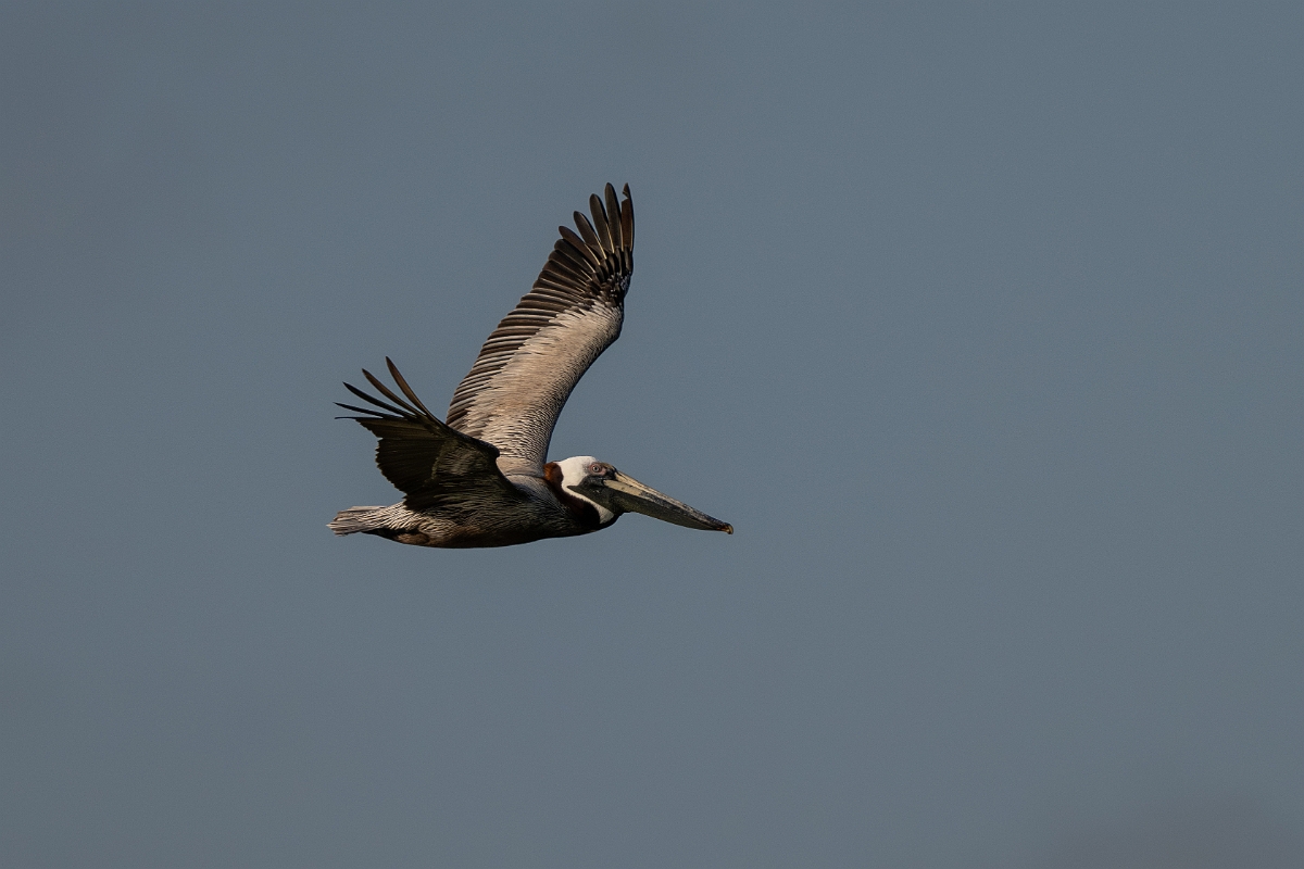 DPPhotography - Texas - Brown pelican - AC.jpg - Brown pelican - Rollover Pass, Bolivar Peninsula, Texas