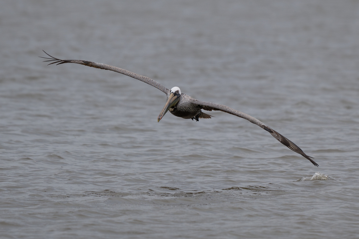 DPPhotography - Texas - Brown pelican - B.jpg - Brown pelican - Bob Road, Bolivar Peninsula, Texas