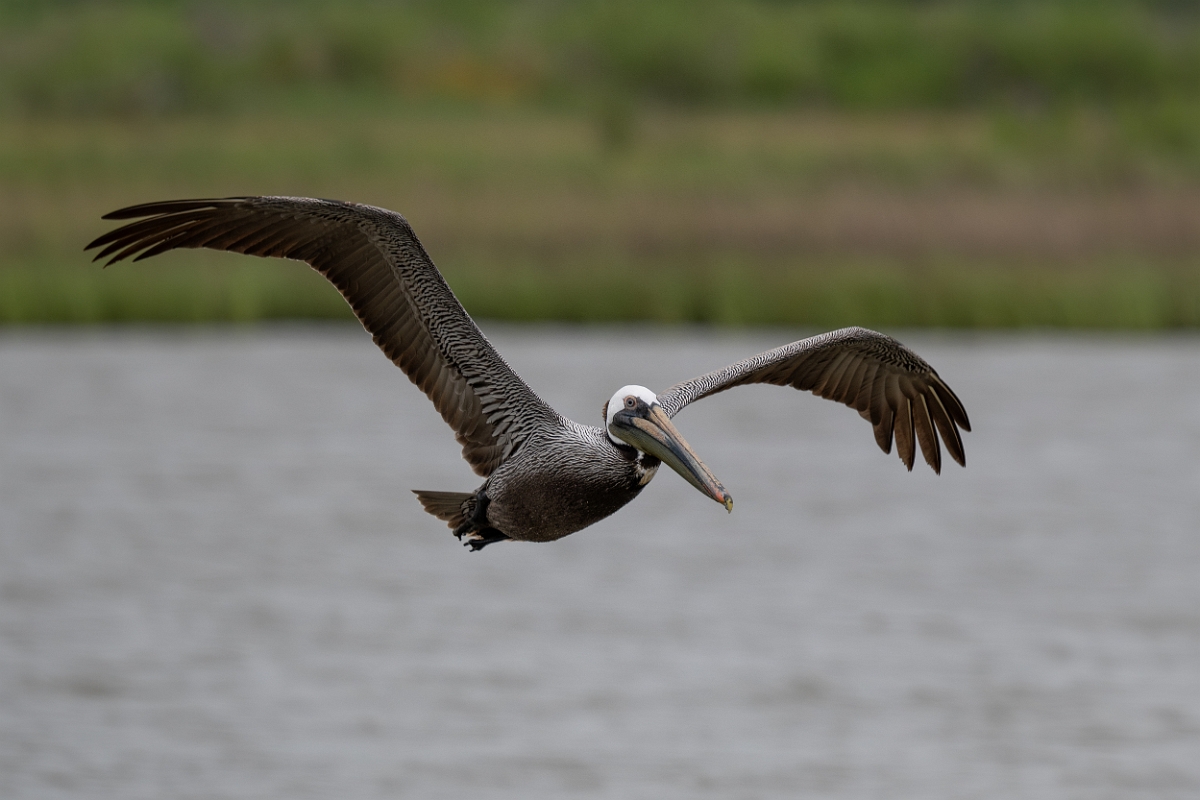 DPPhotography - Texas - Brown pelican - C.jpg - Brown pelican - Bob Road, Bolivar Peninsula, Texas
