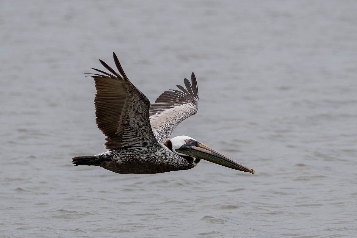 DPPhotography - Texas - Brown pelican - D.jpg - Brown pelican - Bob Road, Bolivar Peninsula, Texas