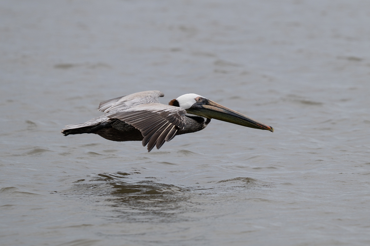 DPPhotography - Texas - Brown pelican - E.jpg - Brown pelican - Bob Road, Bolivar Peninsula, Texas
