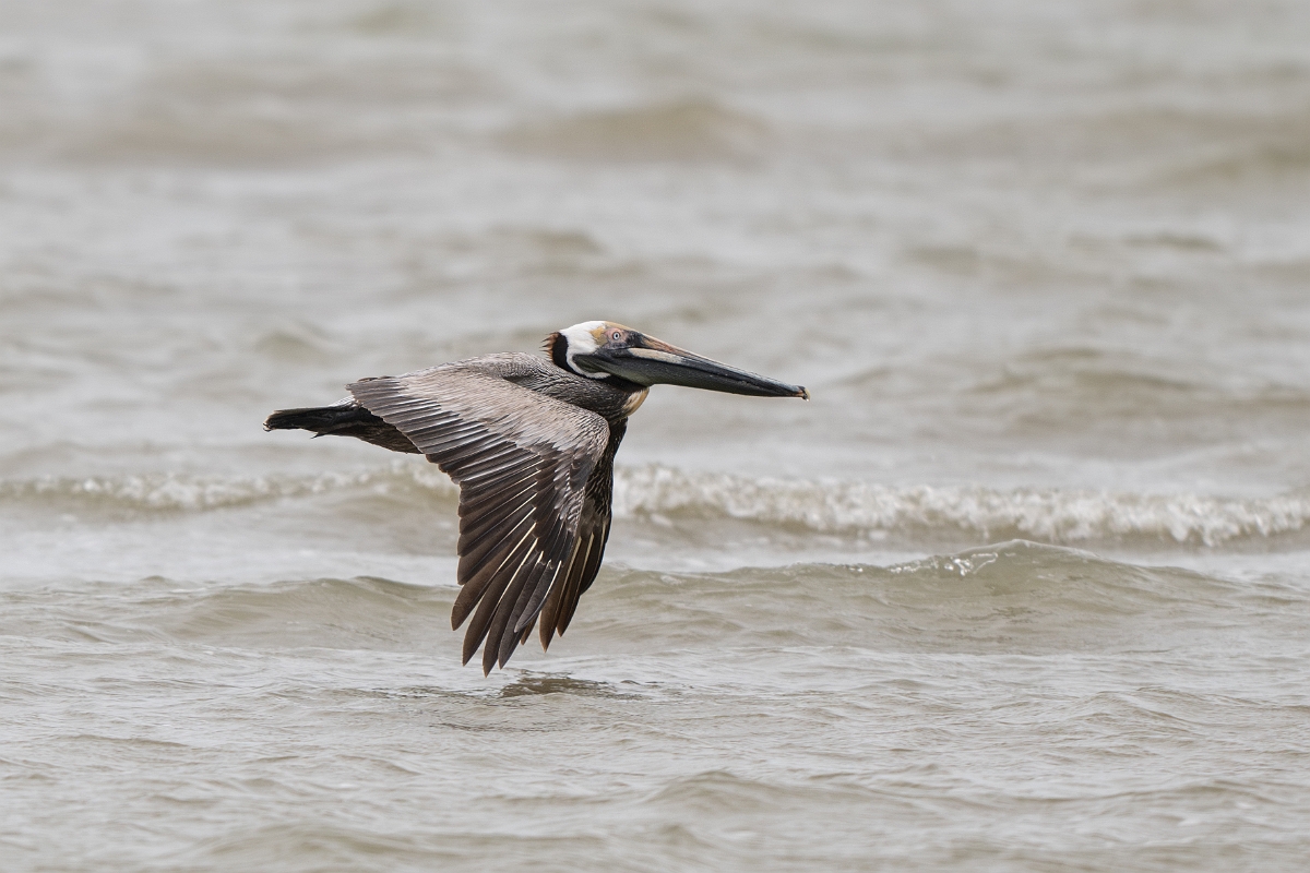 DPPhotography - Texas - Brown pelican - J.jpg - Brown pelican - Bolivar Flats, Bolivar Peninsula, Texas