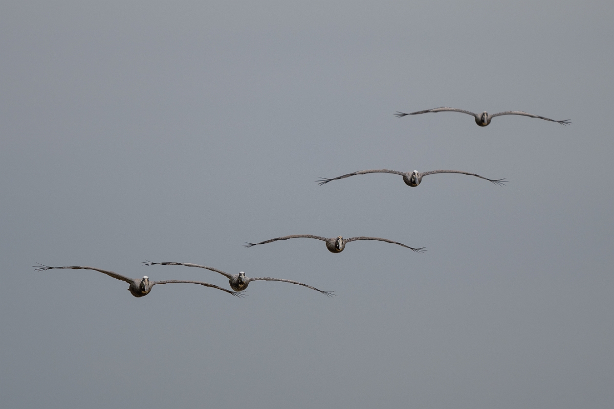 DPPhotography - Texas - Brown pelican - K.jpg - Brown pelican - Bolivar Flats, Bolivar Peninsula, Texas