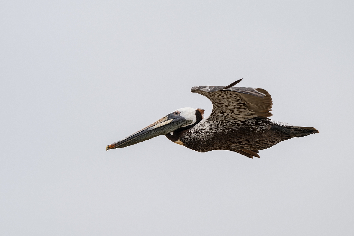 DPPhotography - Texas - Brown pelican - M.jpg - Brown pelican - Bolivar Flats, Bolivar Peninsula, Texas