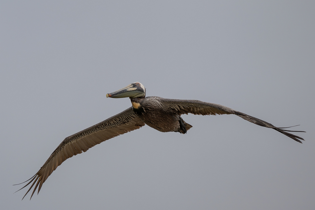 DPPhotography - Texas - Brown pelican - N.jpg - Brown pelican - Bolivar Flats, Bolivar Peninsula, Texas