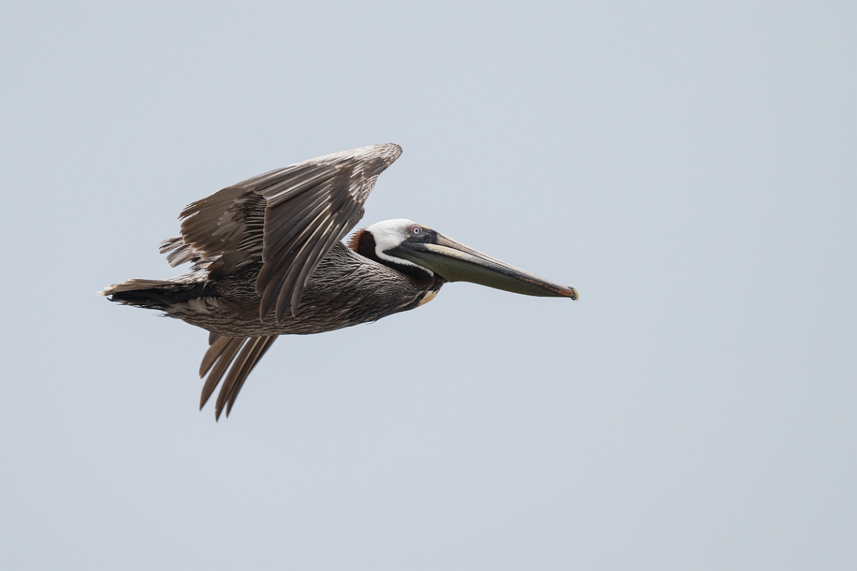 DPPhotography - Texas - Brown pelican - O.jpg - Brown pelican - High Island Beach, Texas