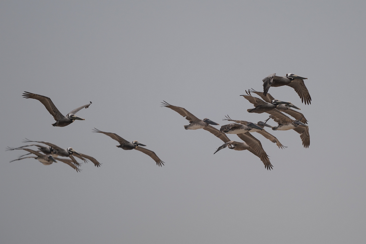 DPPhotography - Texas - Brown pelican - P.jpg - Brown pelican - High Island Beach, Texas