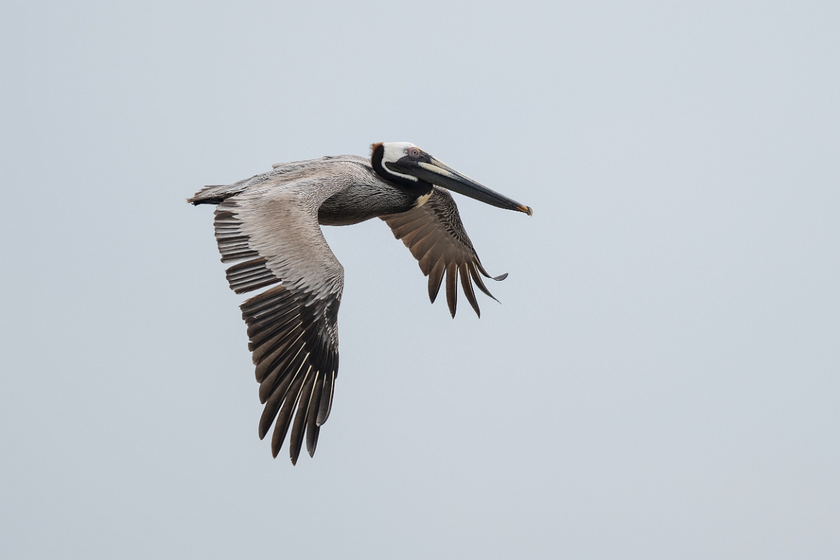 DPPhotography - Texas - Brown pelican - Q.jpg - Brown pelican - High Island Beach, Texas