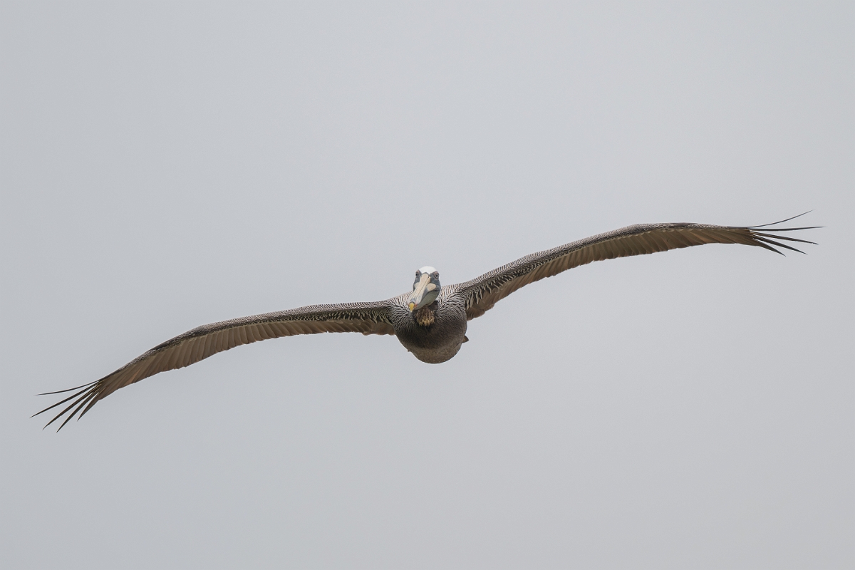 DPPhotography - Texas - Brown pelican - R.jpg - Brown pelican - High Island Beach, Texas