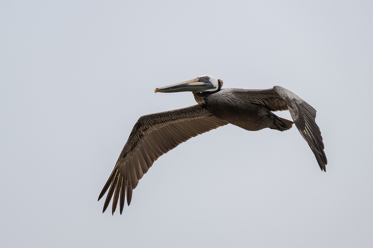 DPPhotography - Texas - Brown pelican - S.jpg - Brown pelican - High Island Beach, Texas