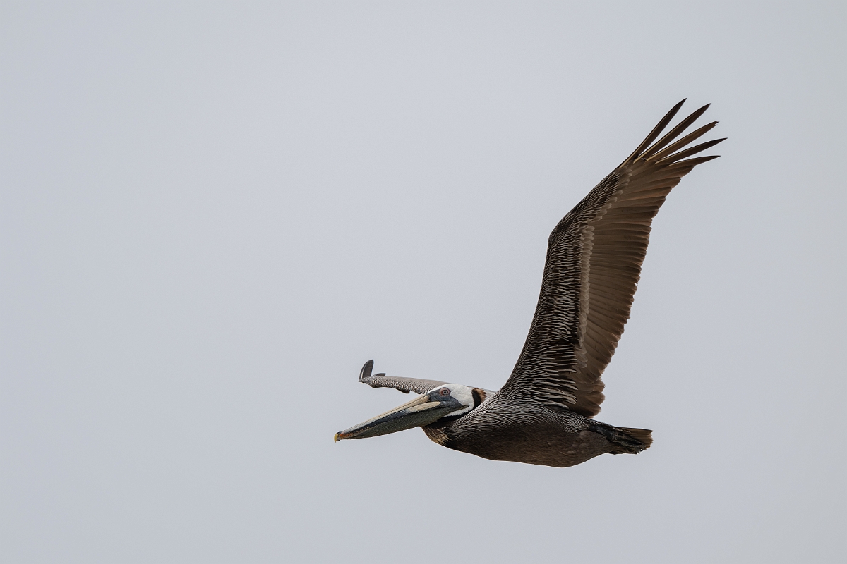 DPPhotography - Texas - Brown pelican - T.jpg - Brown pelican - High Island Beach, Texas