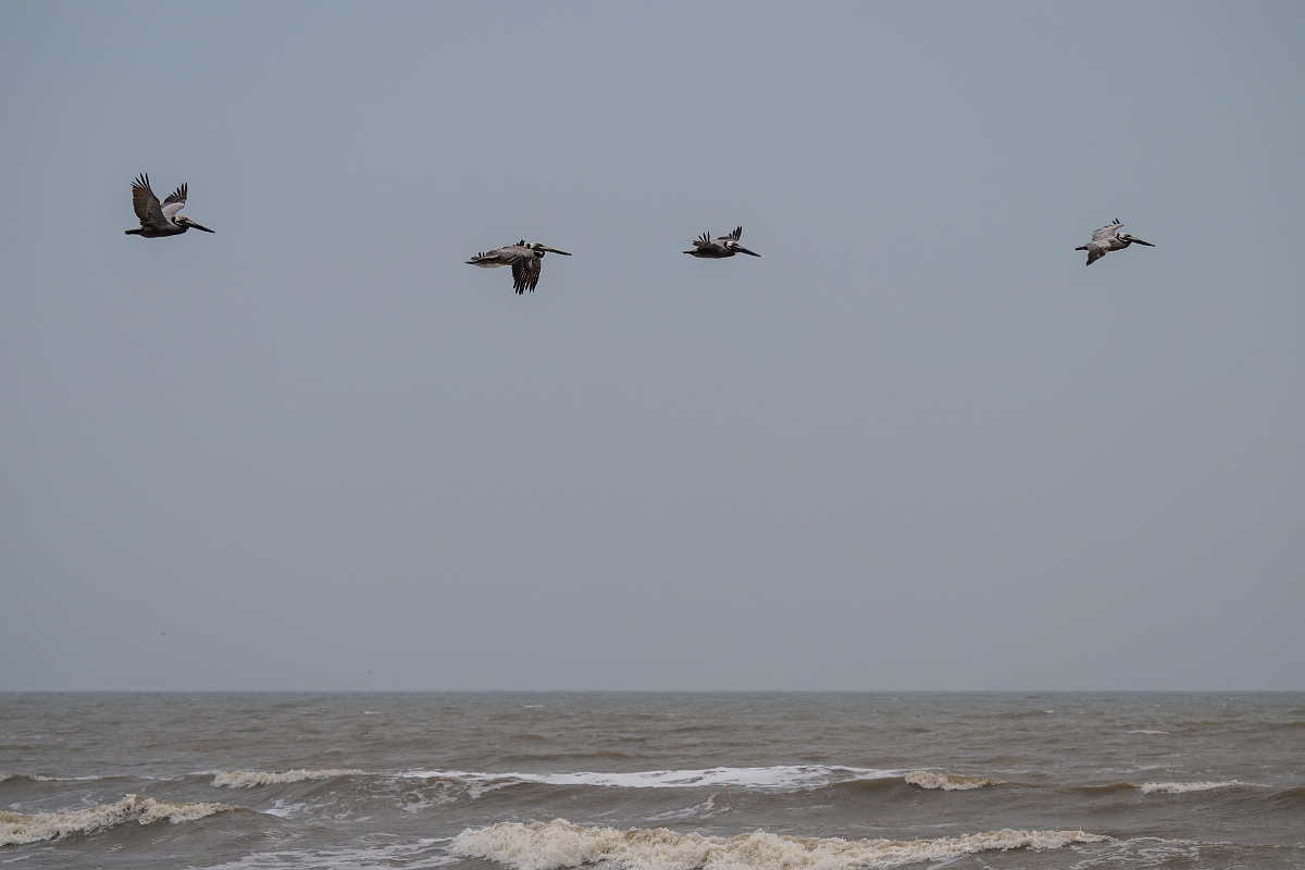 DPPhotography - Texas - Brown pelican - U.jpg - Brown pelican - High Island Beach, Texas