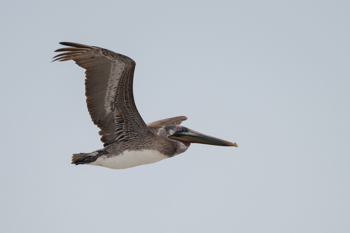 DPPhotography - Texas - Brown pelican - V.jpg - Brown pelican - High Island Beach, Texas
