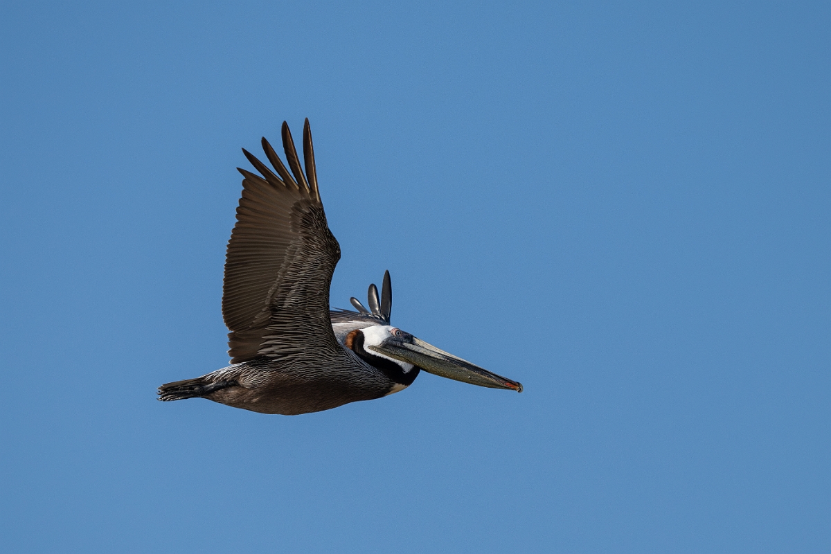 DPPhotography - Texas - Brown pelican - W.jpg - Brown pelican - Rollover Pass, Bolivar Peninsula, Texas