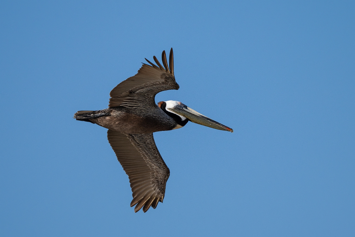 DPPhotography - Texas - Brown pelican - Y.jpg - Brown pelican - Rollover Pass, Bolivar Peninsula, Texas
