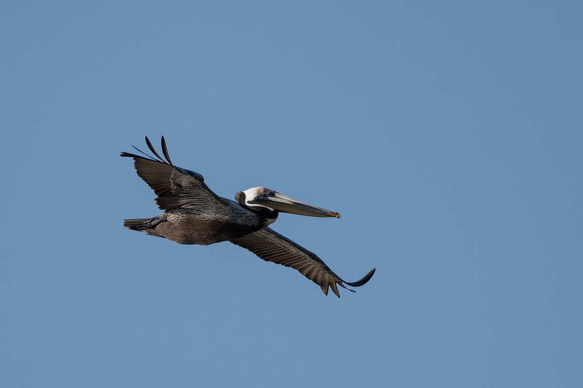 DPPhotography - Texas - Brown pelican - Z.jpg - Brown pelican - Rollover Pass, Bolivar Peninsula, Texas