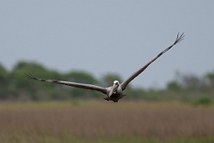 DPPhotography - Texas - Brown pelican - A