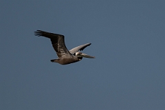DPPhotography - Texas - Brown pelican - AB