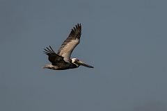 DPPhotography - Texas - Brown pelican - AC